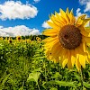 2nd place Nature and Water - Photorapher: Adam Koebel "Sunflower"